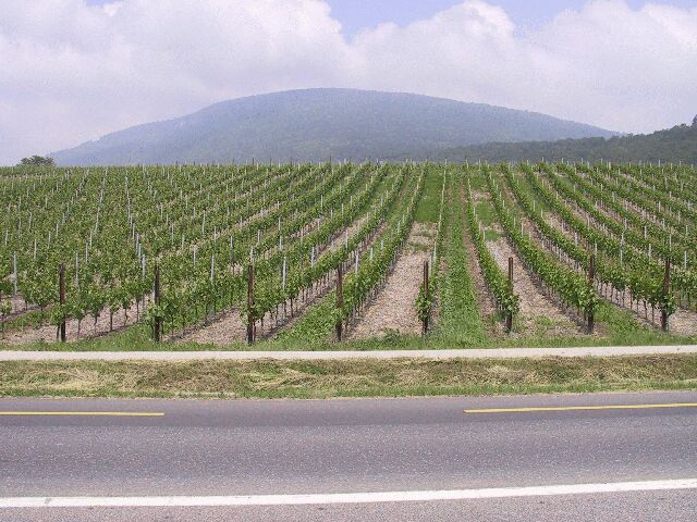 g06.jpg
