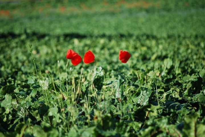 image151.jpg